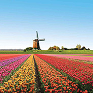 Plants: image 18 0f 23 thumb